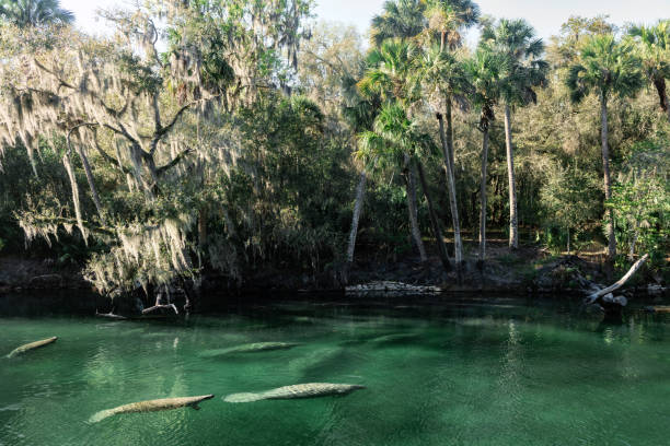 istock Manatees Visible in Blue Springs State Park Water Florida 2189410441