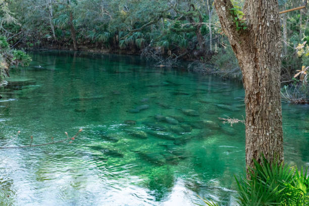 Tourists swimming and taking pictures of manatee in clear blue river water