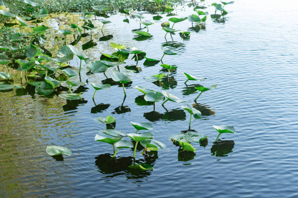 Water Lilies on Saint John's River in Florida