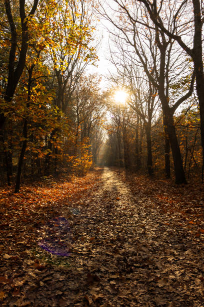 istock Low sun, backlight, in a forest with fallen leaves during autumn 2189412334