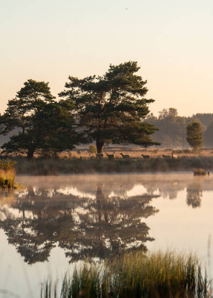 istock Reflection in the water of large trees, sheep walking 2189412356