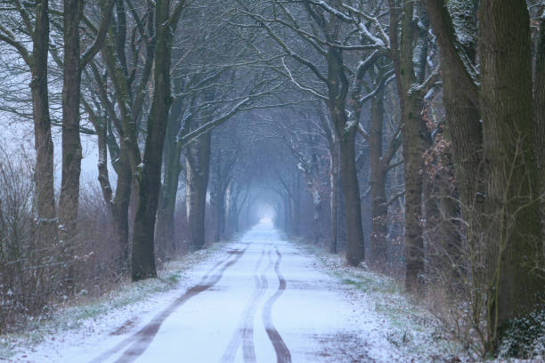 Avenue in winterperspective with snow covered landscape in Zelhem in the Achterhoek