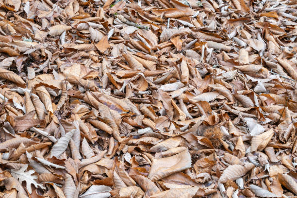 Chestnut leaves on the ground in late autumn
