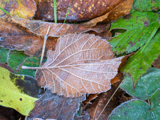 Background of autumn leaves in the frost.