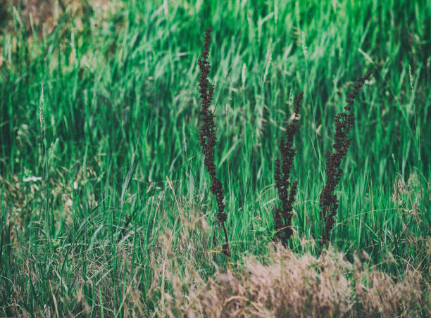 Image of bush vegetation in summer sunset light