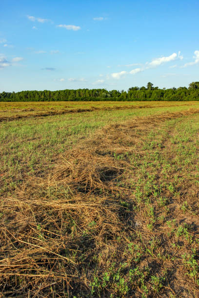istock Fresh cutten hay on the field 2189413390
