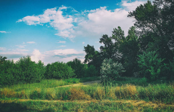 Image of bush vegetation in summer sunset light