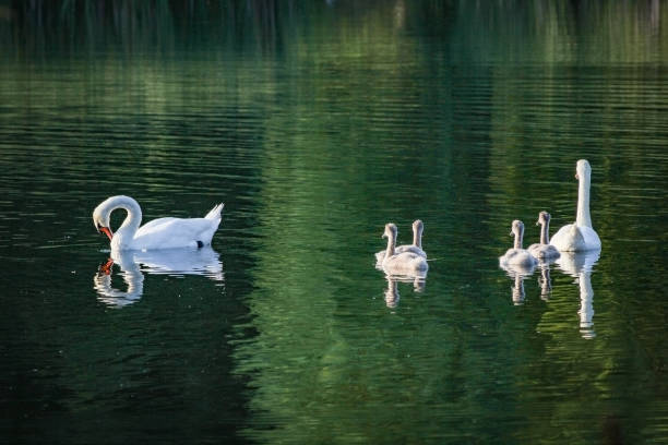 istock White Swan on lake with cubs 2189413698