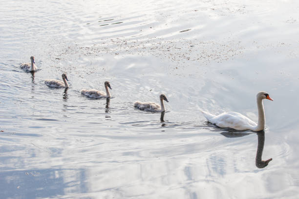 istock White Swan on lake with cubs 2189413855