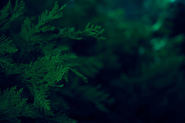 istock Branches of a green white cedar. 2189413909