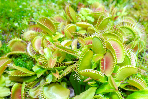 istock Venus flycatcher is a carnivorous plant. 2189414470