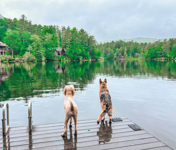 istock Dogs Standing on Mountain Lake Dock 2189414730