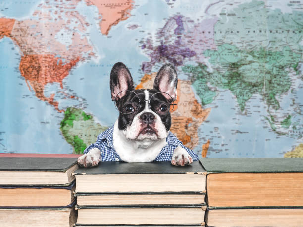 istock Cute puppy and old books. Studio shot 2189414771