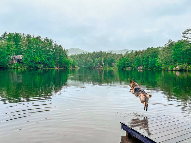 A German Shepherd Dog leaps from a lake dock into a mountain lake.