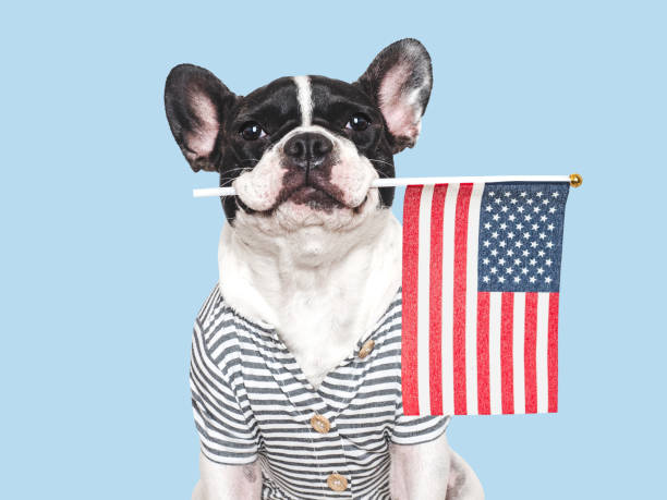 istock Charming puppy and American Flag. Studio shot 2189414867