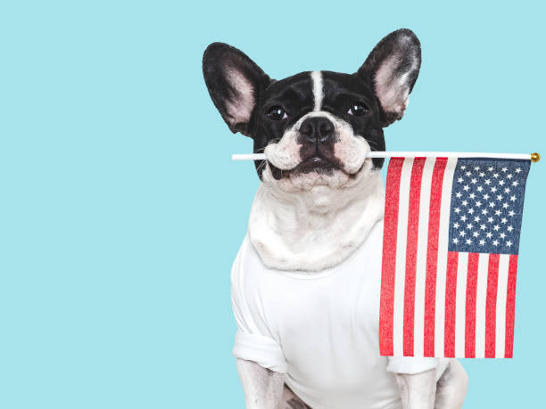 istock Cute puppy and American Flag. Studio shot 2189414970