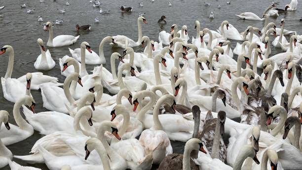 istock A herd of Swans 2189415857