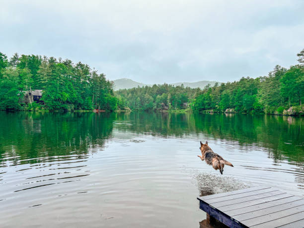 istock Dog leaping off dock into mountain lake 2189416891