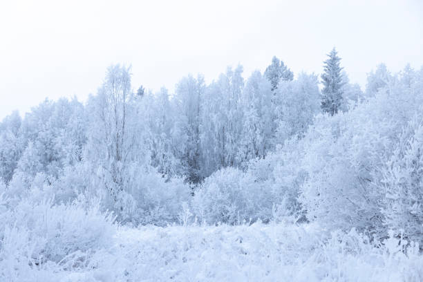 istock Hoarfrost in a snowy winter landscape with trees 2189418585