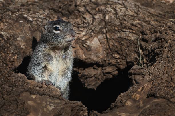 Curious squirrel peeking out from a tree hollow in a forest