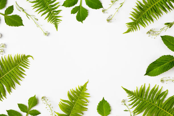 istock Green leaves on gray background 2189422626