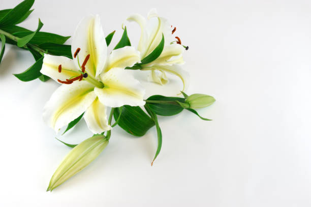 istock blooming lily isolated on white background 2189423421
