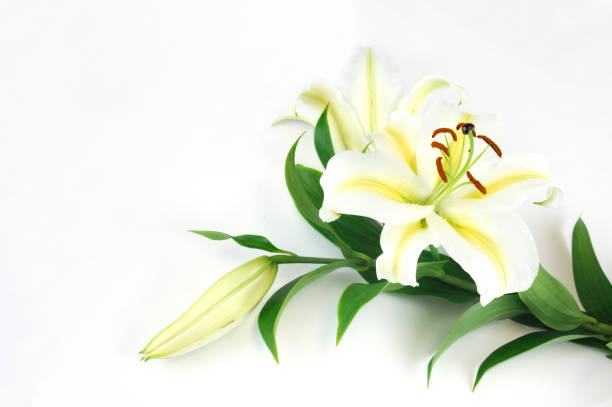 istock blooming lily isolated on white background 2189423445