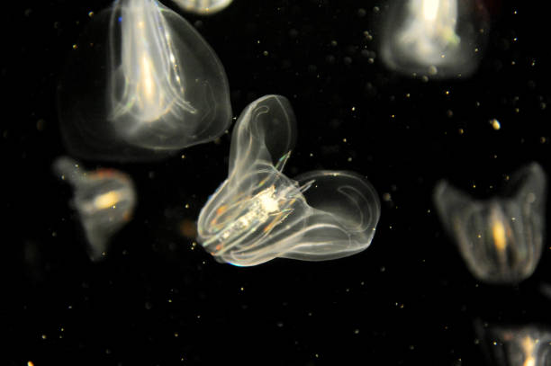 istock jelly fish with twilight on the dark background 2189423476