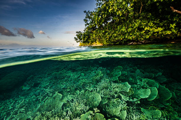 istock coral garden 2189423977