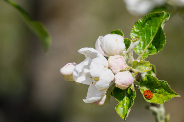 Bright red seven-spot ladybird with white apple blossom. Close-up of white Apple blossoms and ladybird on a bokeh background. An image for creating a calendar, book, or postcard.