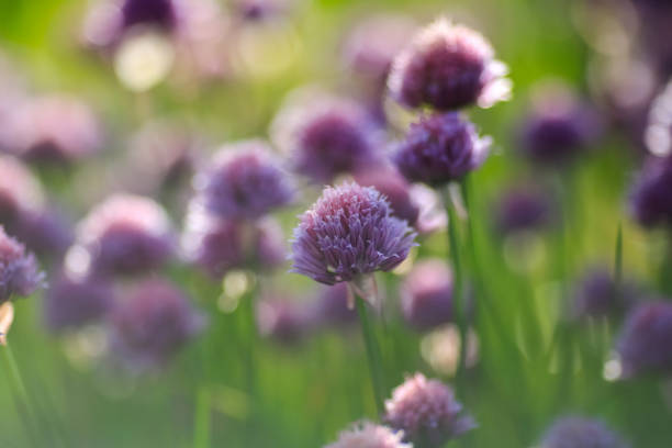 istock Blooming plant Allium 2189429704