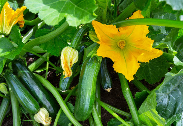 Zucchini with flower and fruit growing on bush.