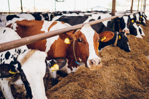 istock A herd of cows in a dairy farm 2189430442