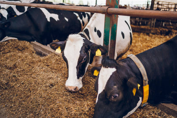 istock A herd of cows in a dairy farm 2189430482