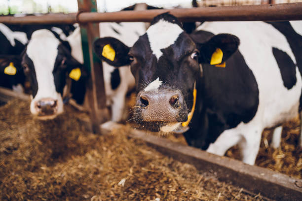 Shot of a herd of cows in an enclosure at a dairy farm