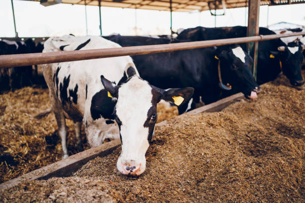 istock A herd of cows in a dairy farm 2189430605