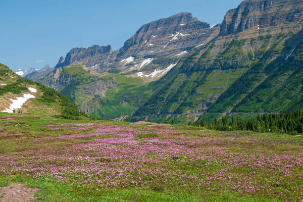 Purple Mountain Wildflowers Below Dramatic Peaks At Logan Pass and the Garden Wall in Galcier National Park