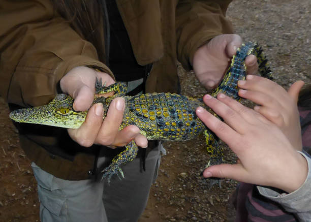 istock A small crocodile in the hands of a man 2189432354