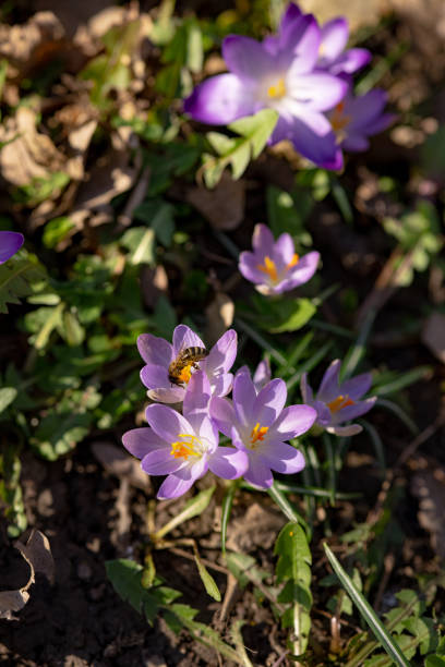 Purple crocus flowers beautifully bloom in vibrant sunlight, showcasing a bee collecting pollen amid fresh foliage and contrasting earth tones in a pristine springtime natural setting.