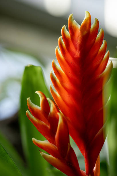 Closeup of a bold red tropical flower with lush green leaves, showcasing the beauty and vitality of the plant's natural habitat and environment.