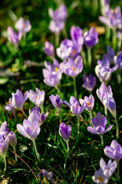 istock Blooming Purple Crocuses in Full Sunlight During Early Spring 2189432716