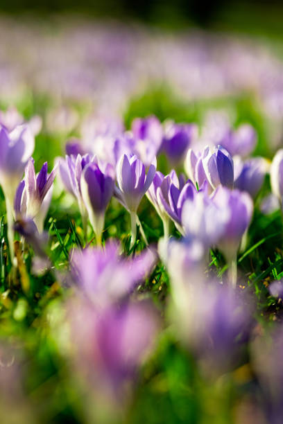 A close-up of blooming purple and white crocus flowers in a grassy meadow, captured under bright sunlight, showcasing natural beauty, freshness, and the essence of spring scenery.
