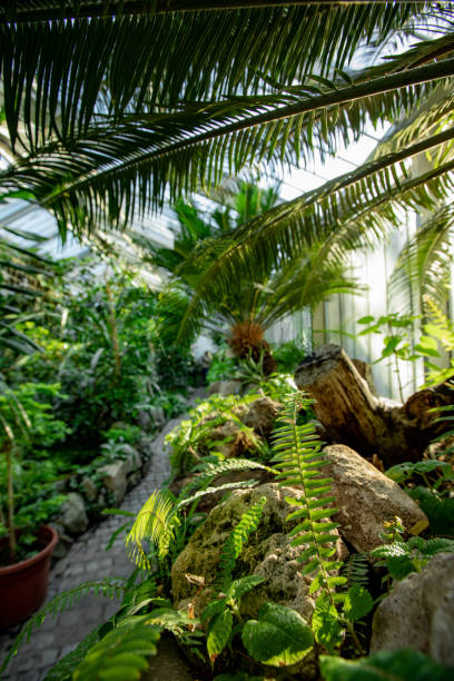 Explore a tranquil tropical greenhouse with lush greenery, sunlit ferns, and palm trees. A scenic pathway leads through a vibrant botanical environment in this serene and refreshing natural setting.