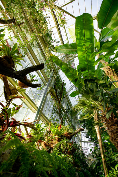 istock Tropical Plants Inside a Glasshouse with Abundant Natural Light 2189432741