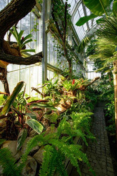 istock Lush Indoor Greenhouse Display Featuring Exotic Tropical Plants in Natural Sunlight 2189432743