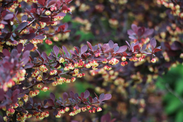 istock Thunberg barberry (Berberis thunbergii) grows in the garden 2189432817