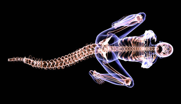 istock Tailed Mutant Woman Anatomy 2189433906