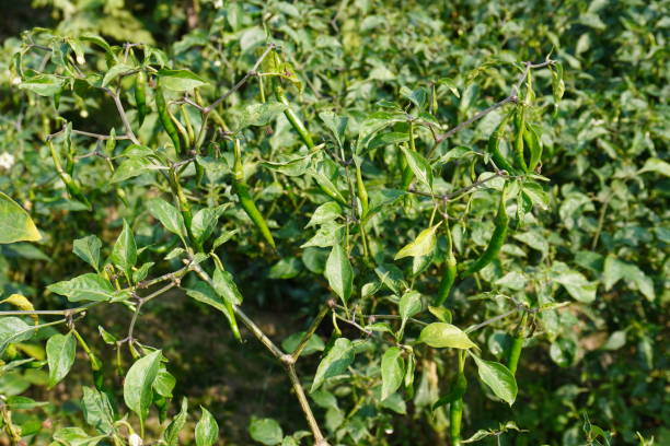 istock Capsicum annuum var. glabriusculum
Plant 2189434095