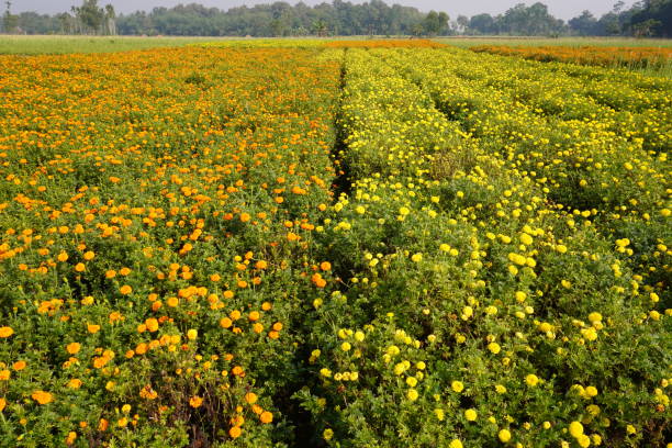 istock Orange and yellow Tagetes erecta agriculture field 2189434254
