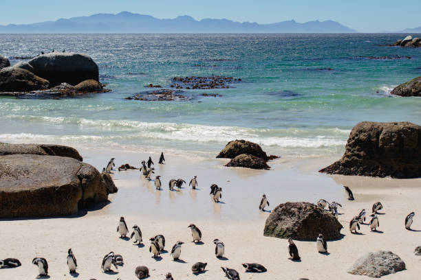 istock African penguins on sandy beach with stunning ocean view 2189435642
